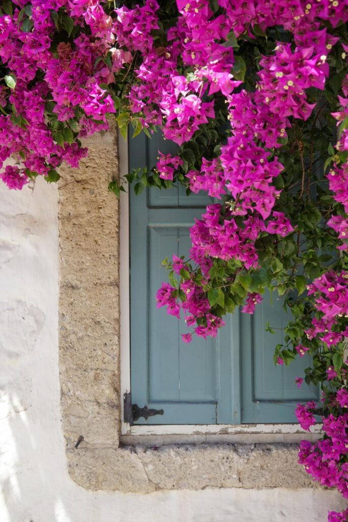 Guía de cuidados de la buganvilla, la planta más mediterránea.