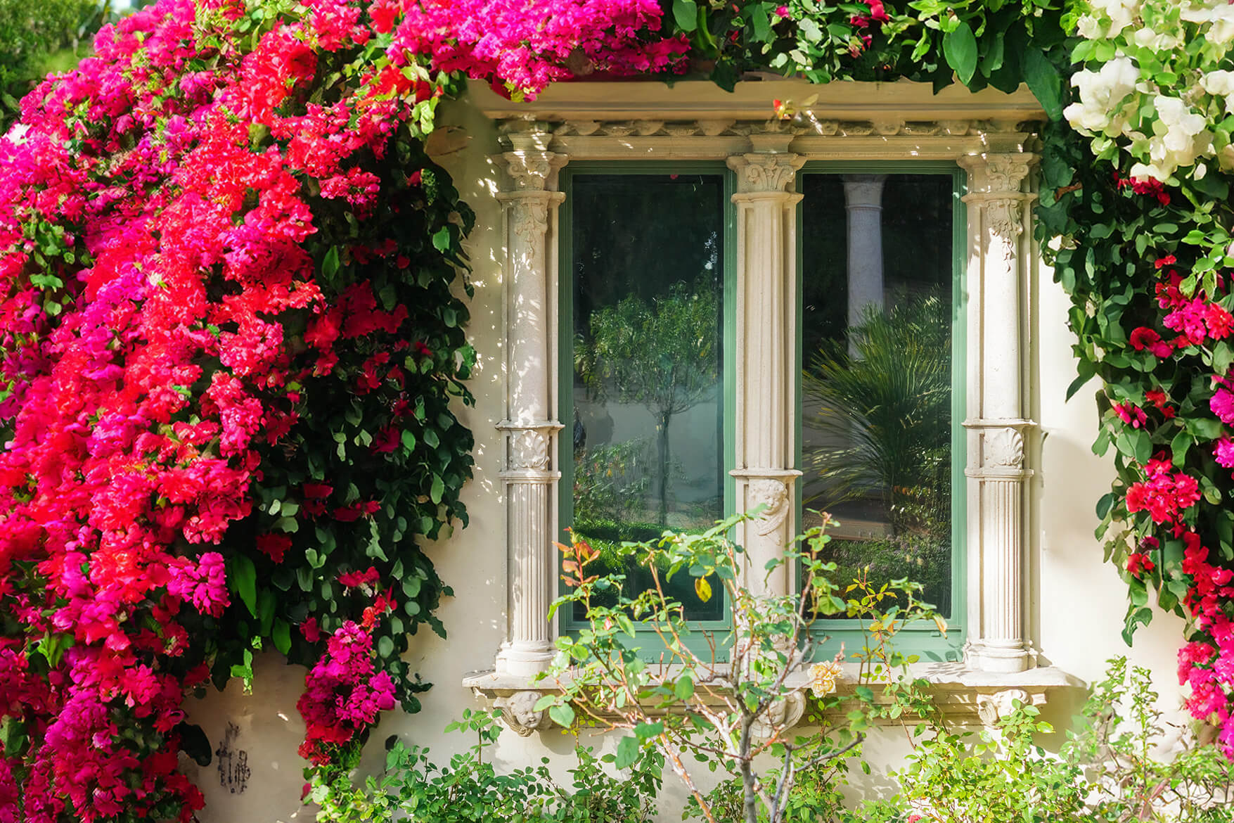 Buganvilla: cuándo podarla y todos los cuidados para la planta de exterior más bonita